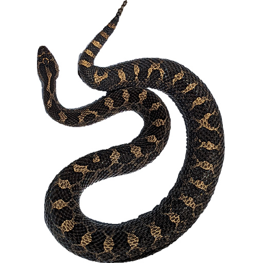 Another curled Massasauga rattlesnake shown from above. It features a similar pattern to the previous image, used to challenge AI models in distinguishing individual snakes.