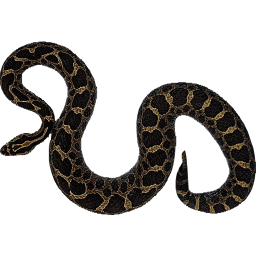 Overhead view of a curled Massasauga rattlesnake with dark scales and pale markings. This image is used for AI-based identification of individual snakes with similar patterns.